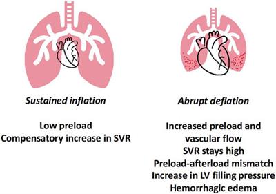 Role of cardiopulmonary interactions in development of ventilator-induced lung injury—Experimental evidence and clinical Implications